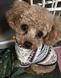 父親犬:ルーク(トイプードル)