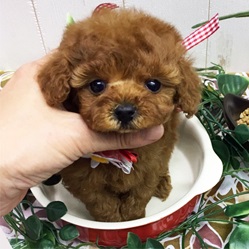 ちびっ子可愛いティーカップちゃん!!