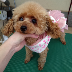 母親犬:リリ