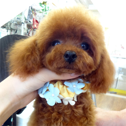 母親犬:ななみ