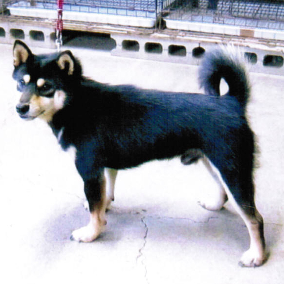 父親犬:五郎