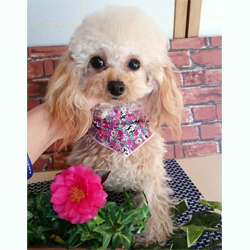 母親犬:しずく