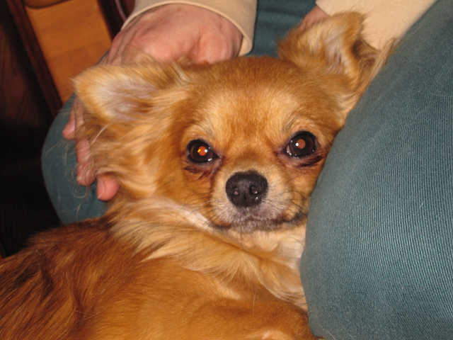 母犬