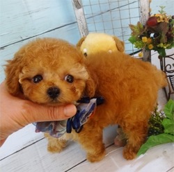 極小!