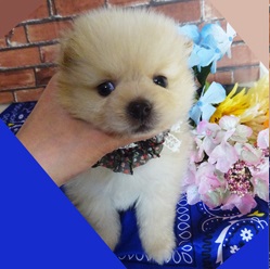 ふわっふわポメちゃん仲間入り！！