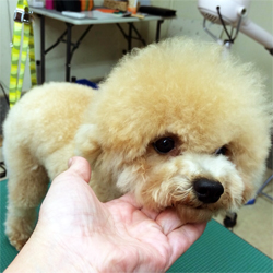 母親犬:ココナッツ