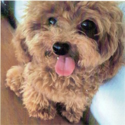 母親犬:レナ