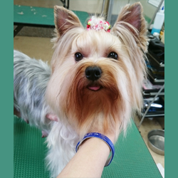母親犬:桃花