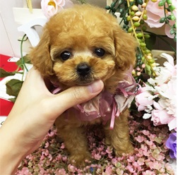 少したれ目な可愛らしいトイプーちゃんです!!!