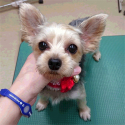 母親犬:レナ