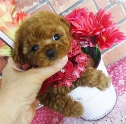 甘え上手の小さなレッドのお姫様♪
