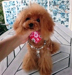 父犬 桃太郎