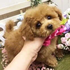 おめめぱっちり可愛らしいトイプーちゃん!