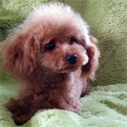 母親犬:もも