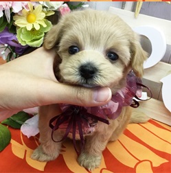 大人気！可愛らしいマルプーちゃんです！！