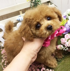 愛くるしい目がチャームポイント🌟