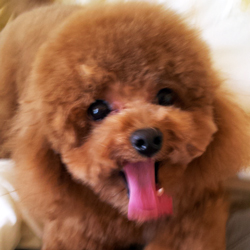 父親犬:トップ