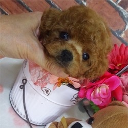 ほんわか可愛いティーカップちゃん♪