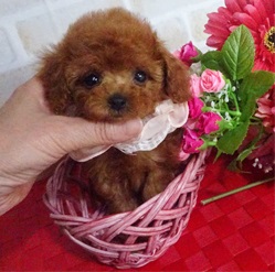 おめめウルウルぬいぐるみトイプーちゃん