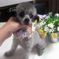 母親犬:アクア