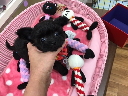 小っちゃな小っちゃなブラックエンジェルちゃん登場！