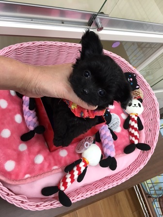 お茶目で愛嬌者🐶