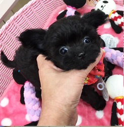 小っちゃな小っちゃなブラックエンジェルちゃん登場！