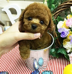 目が合うだけで癒される絶品トイプーちゃん