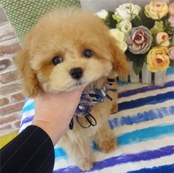 癒されます♡ 小ちゃな二頭身(笑)坊や。
