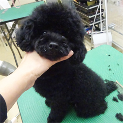 母犬 コン