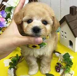 お目目の大きい可愛らしいビションプー君です♪