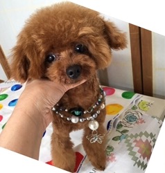 父犬 ポルシェ レッド