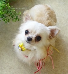 母犬 チワワ
