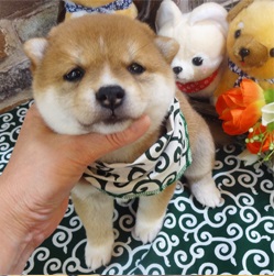 ぽんぽこたぬきの豆柴ちゃん