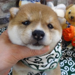 たぬき顔の豆柴ちゃん