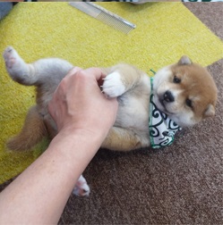 コロコロ体形が可愛い♡