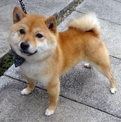 パパ似です!