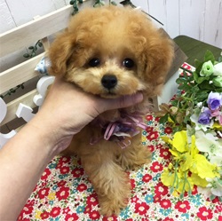 おめめぱっちり可愛らしいトイプーちゃん!