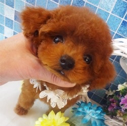 濃いめのレッドのイケメンくん☆