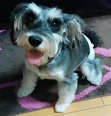 母親犬:凛