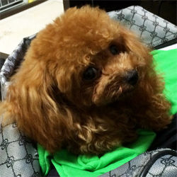 母親犬:くり