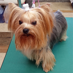 母親犬:ナナ