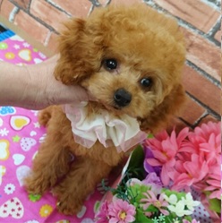 ティーカップ確定!小っちゃな妖精ティンカーベル