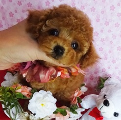 可愛いすぎる?お顔に胸キュンキュン♡