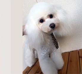 父犬 アウディ