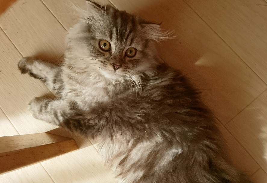 イケメン💛のストティッシュの男の子です!!
