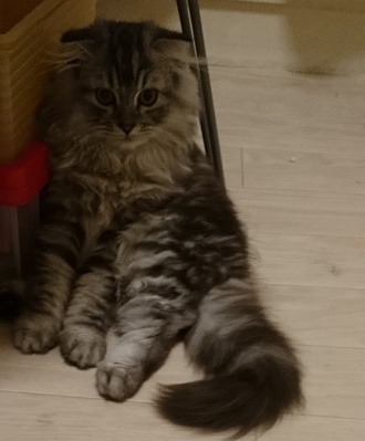 おすわり