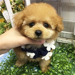 タイニーsssサイズ予想の可愛らしい男の子☆