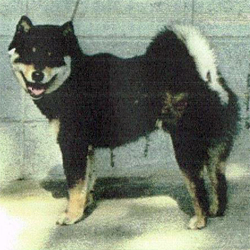 綺麗なパパ