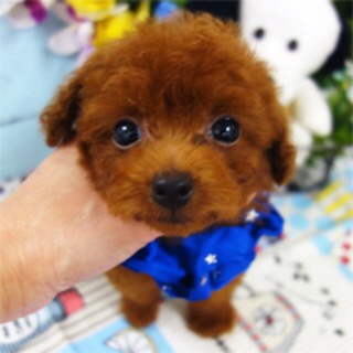 カカオ坊や♪ニヒッと笑ったお顔がキュート♡